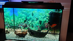 Juwel Primo Lux 70L (1 foto / 5)