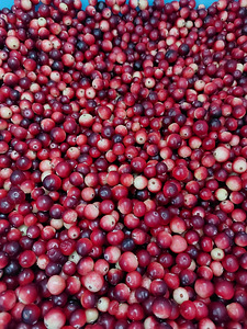 Продам клюкву (1 фото из 1)