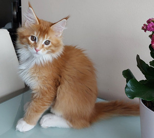 Мейн кун котята (8 фото из 10)
