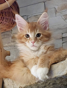 Maine Coon (1 foto / 8)