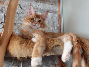 Maine Coon (4 foto / 8)