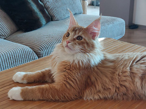 Maine Coon (5 foto / 8)