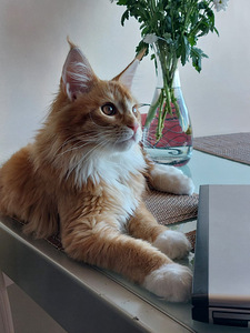 Maine Coon (6 foto / 8)