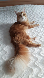 Maine Coon (5 foto / 6)