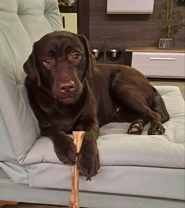 Labradora retrīvers (3 foto no 3)