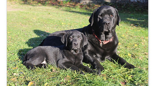 Labradora kucēni (4 foto no 7)