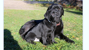 Labradora kucēni (5 foto no 7)