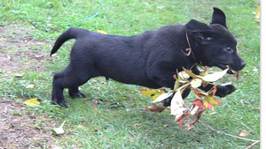 Labradora kucēni (6 foto no 7)