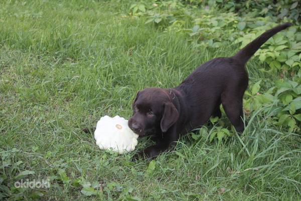 Labradora kucēni (foto #6)