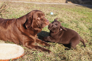 Labradora kucēni (4 foto no 6)