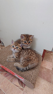 Британские котята (7 фото из 10)