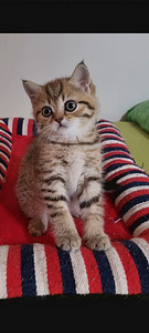 Британские котята (9 фото из 10)