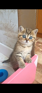 Британские котята (5 фото из 10)