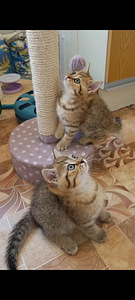 Британские котята (7 фото из 10)