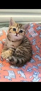 Британские котята (8 фото из 10)