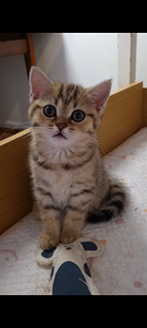 Британские котята (10 фото из 10)