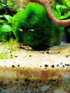 Müüa kalad gupid (Poecilia reticulata) (4 foto / 5)