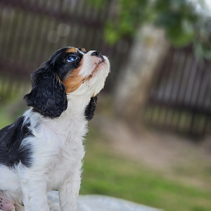 Cavalier King-Charles spanjel (2 foto / 6)