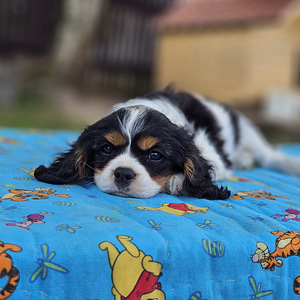 Cavalier King-Charles spanjel (5 foto / 6)