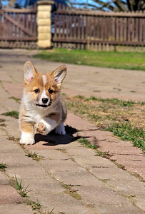Walesi corgi pembroke.. (6 foto / 9)
