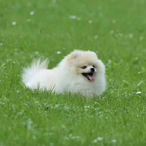 Pomeranian kutsikad (1 foto / 4)