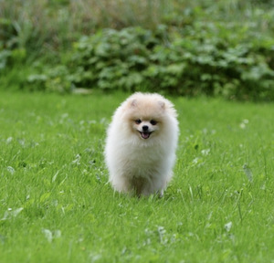 Pomeranian kutsikad (2 foto / 4)