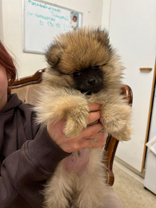 Pennut (2 valokuva sivusta 4)