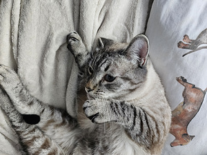Сиамский кот (3 фото из 3)