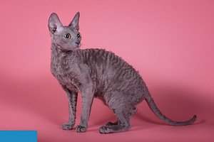 Cornish rex kassipоeg (3 foto / 3)