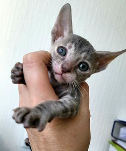 Cornish rex kassipоeg (3 фото из 4)