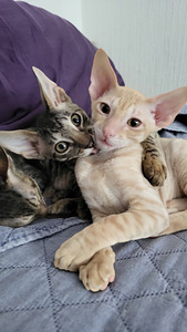 Котята корниш-рекс (3 фото из 5)