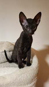 Kassipojad cornish rex. Cornish Rexi kassipojad (4 foto / 4)