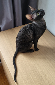 Cornish rex kassipoeg (2 foto / 5)