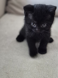 Британские котята (5 фото из 8)