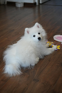 Японский шпиц (4 фото из 5)