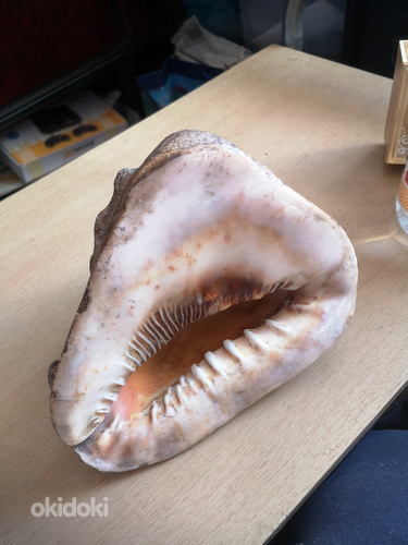 Madagaskari kest, antiik.
