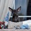 Myytävänä Puppies Chihuahua (valokuva #5)