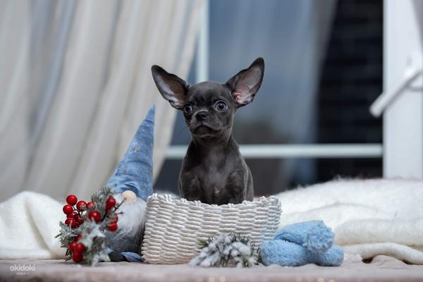 Myytävänä Puppies Chihuahua (valokuva #5)