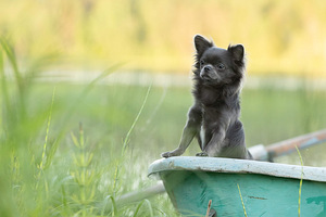 Myytävänä Puppies Chihuahua (7 valokuva sivusta 9)