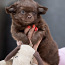 Красивые щенки ЧИХУАХУА Девочки и Мальчики Chihuahua (фото #4)