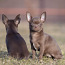 Красивые щенки Чихуахуа мальчики и девочки Chihuahua (фото #1)