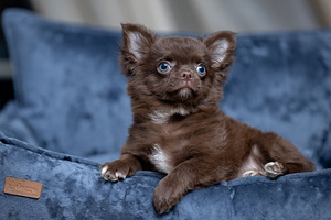 Chihuahua kutsikad on väga ilusad (8 foto / 9)