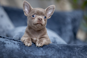Chihuahua kutsikad on väga ilusad (9 foto / 9)