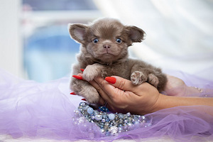 Chihuahua kutsikad on väga ilusad (7 foto / 9)