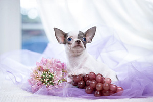 Chihuahua kutsikad on väga ilusad (6 foto / 9)