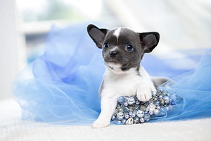 Chihuahua kutsikad on väga ilusad (2 foto / 9)