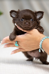 Valge kreemjas Chihuahua (9 foto / 10)