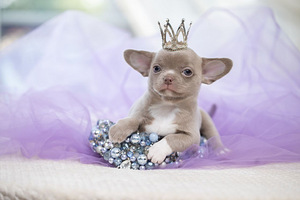 Чихуахуа красивого окраса ( Chihuahua)