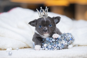 Chihuahua kutsikad (7 foto / 7)
