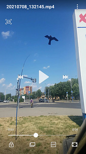 Отпугиватель птиц (2 фото из 2)